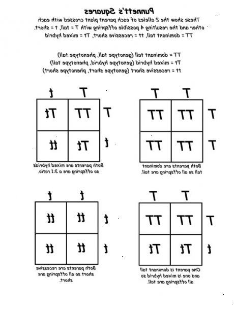 Hvordan arbeide med Punnett firkanter. Begynn med å tegne opp en enkel tabell som har fire bokser, to i hver kolonne og to i hver rad.