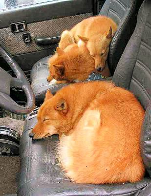 Hvordan å sove komfortabelt i en bil. Ikke undervurder en sovepose.