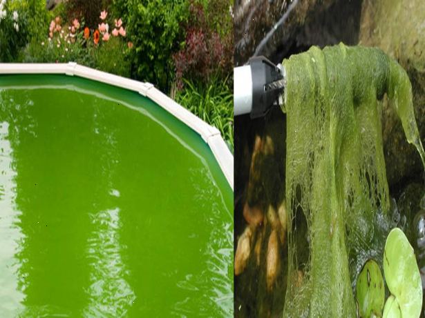 Hvordan bli kvitt alger i dammer. Planlegg plasseringen av dammen for å dra nytte av skyggefulle områder i hagen din.