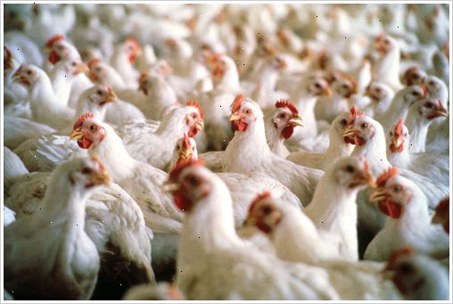 Hvordan starte en kyllingfarm virksomhet. Har land, kapital og utstyr.