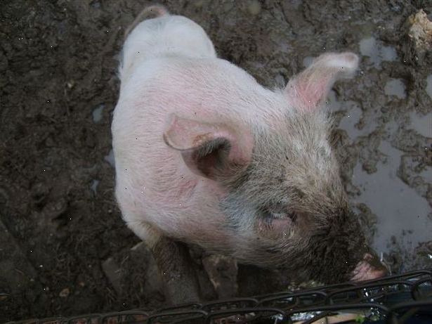 Hvordan å dyrke jord med griser
